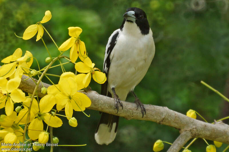 Black-backed Butcherbirdadult, Behaviour