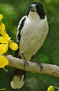 Black-backed Butcherbird