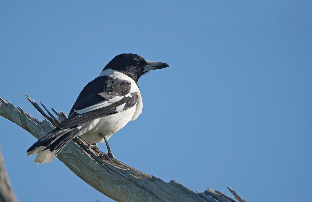 Pied Butcherbird