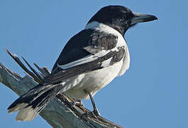 Pied Butcherbird