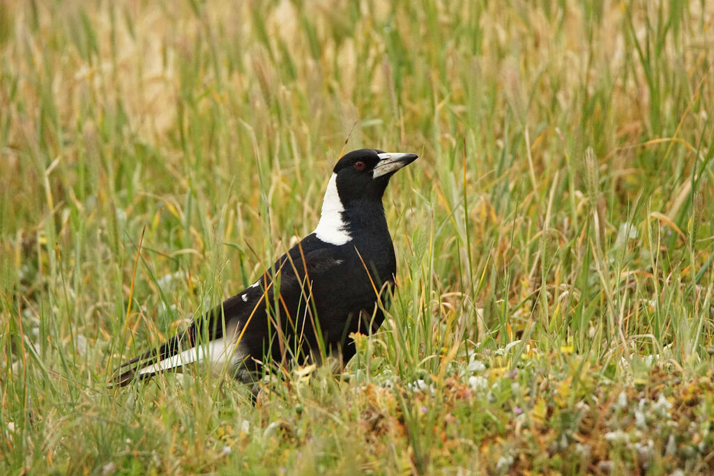 Australian Magpie