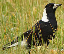 Australian Magpie