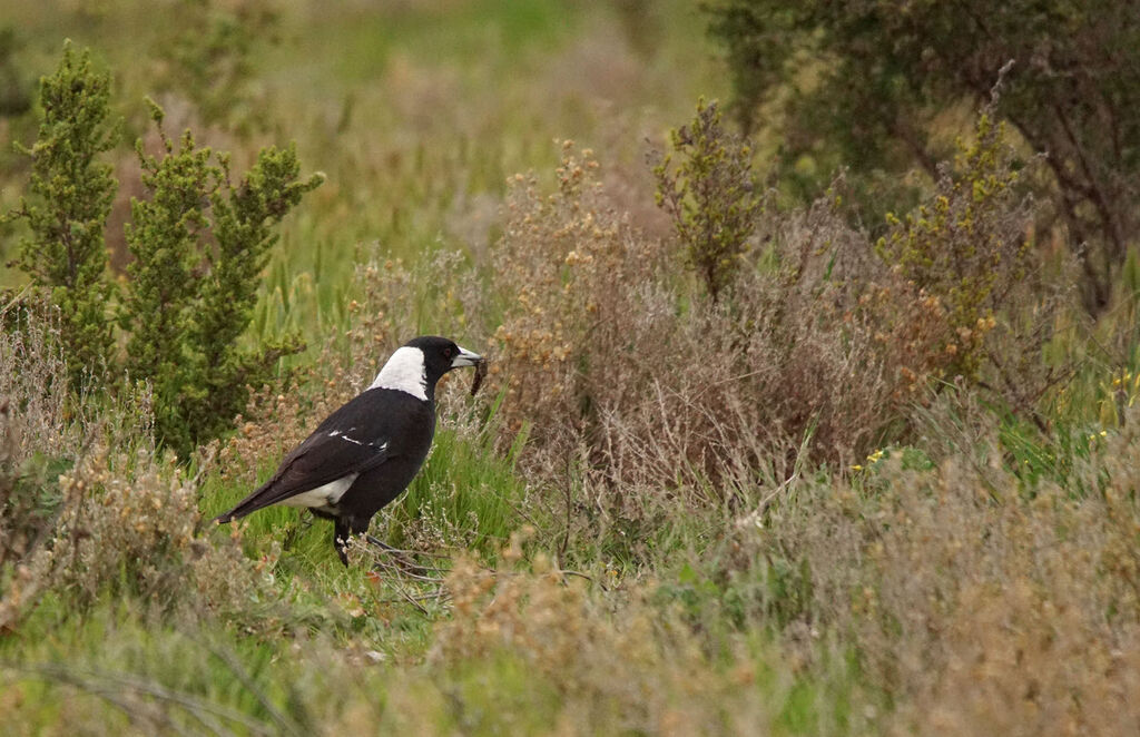 Australian Magpie