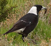 Australian Magpie