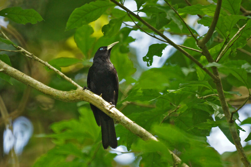 Scarlet-rumped Cacique