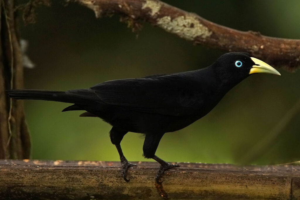 Scarlet-rumped Cacique