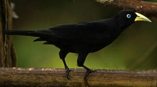 Scarlet-rumped Cacique