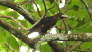 Chestnut-headed Oropendola