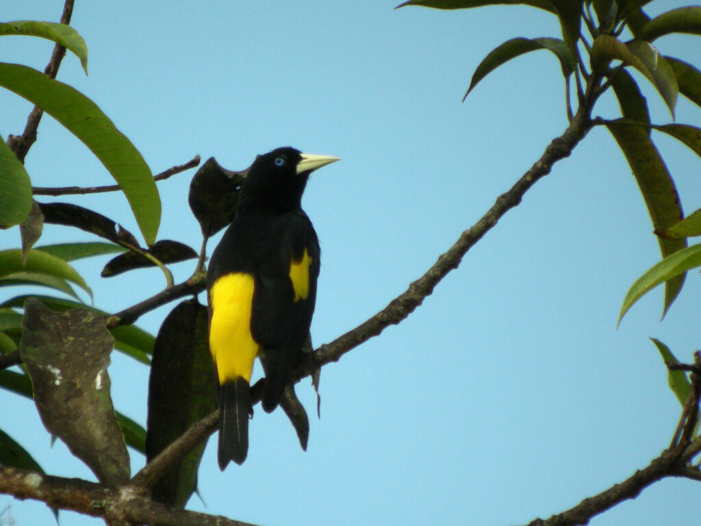 Yellow-rumped Cacique