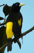 Yellow-rumped Cacique