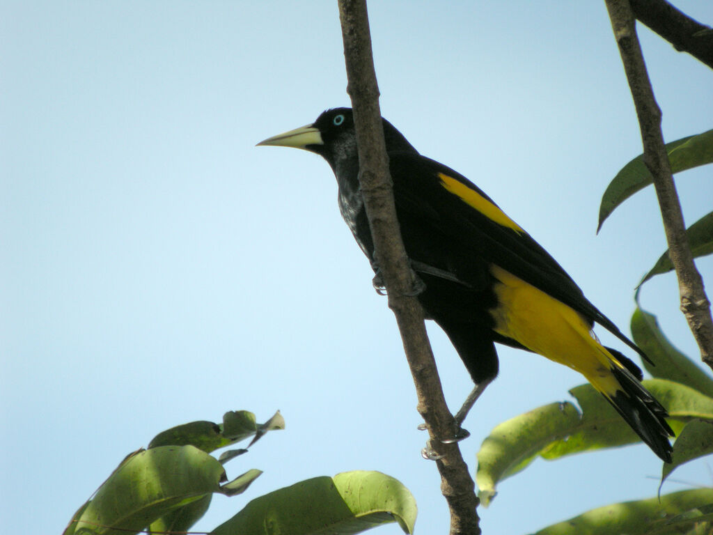 Yellow-rumped Cacique