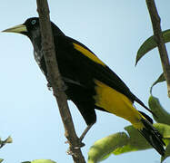 Yellow-rumped Cacique