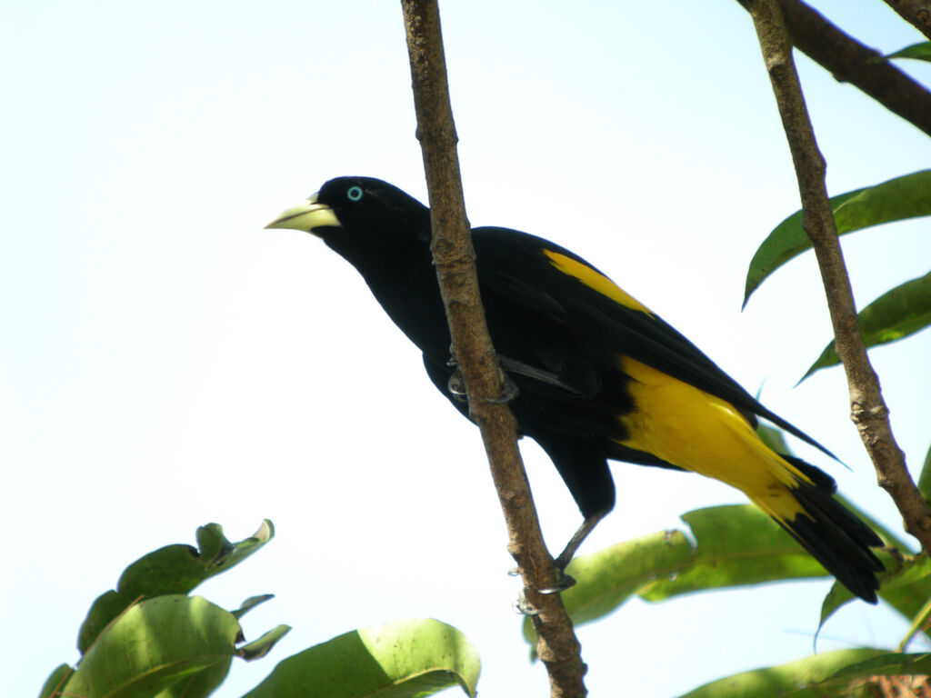 Yellow-rumped Cacique