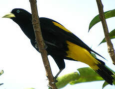 Yellow-rumped Cacique