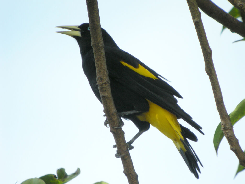 Cassique cul-jaune