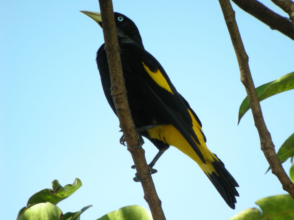 Yellow-rumped Cacique