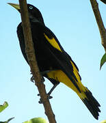 Yellow-rumped Cacique