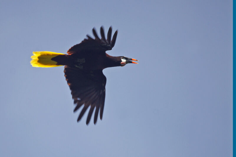 Montezuma Oropendola