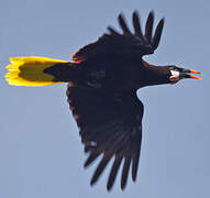 Montezuma Oropendola