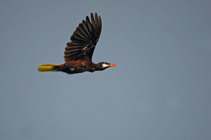 Montezuma Oropendola