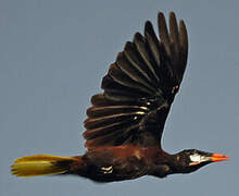 Montezuma Oropendola