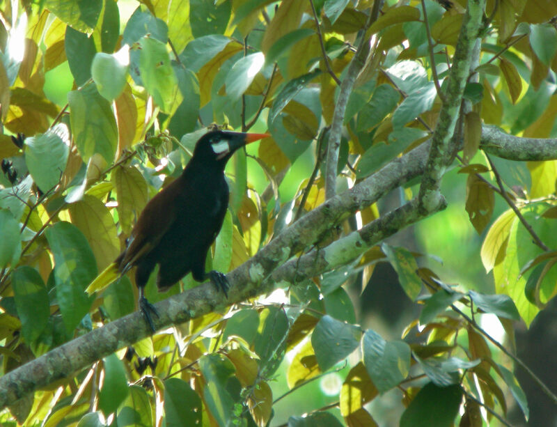 Montezuma Oropendola