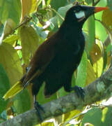 Montezuma Oropendola