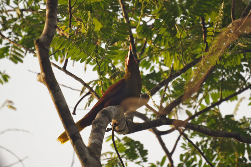 Olive Oropendola