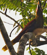 Olive Oropendola