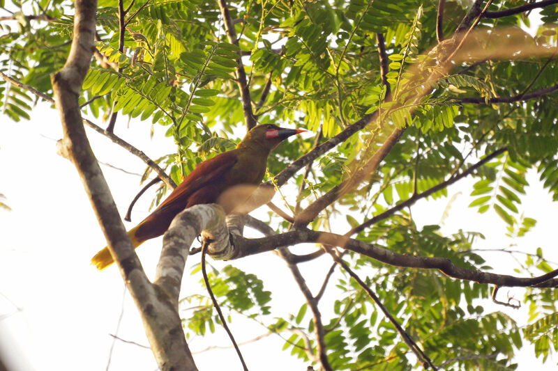 Olive Oropendola