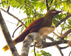 Olive Oropendola