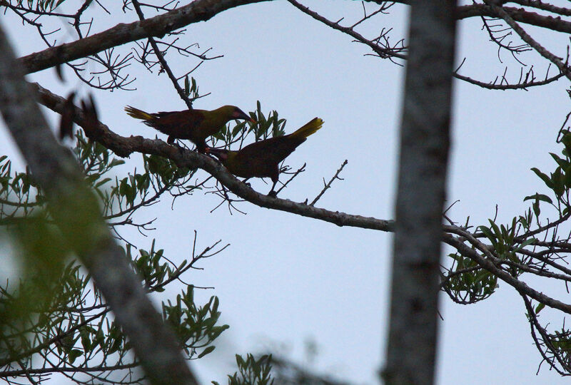 Olive Oropendola