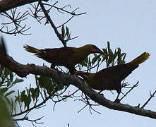 Olive Oropendola