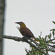 Olive Oropendola