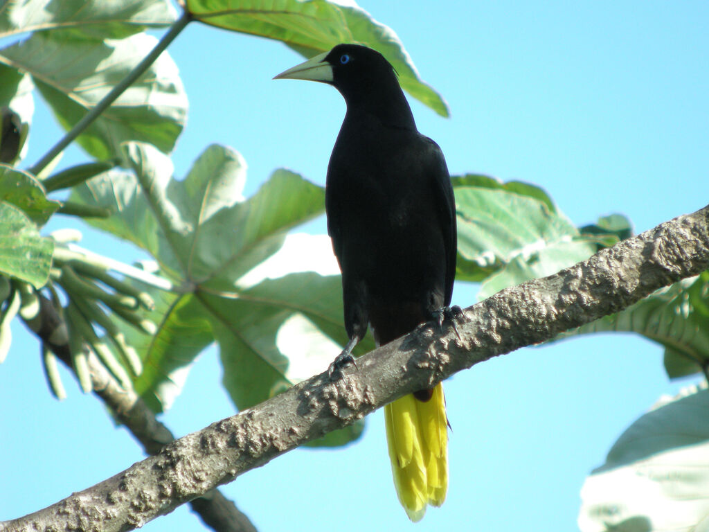 Crested Oropendola