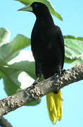 Crested Oropendola