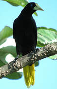 Crested Oropendola