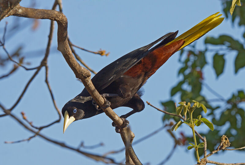 Crested Oropendola