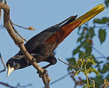 Crested Oropendola