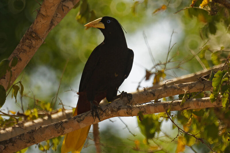 Crested Oropendola