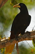 Crested Oropendola