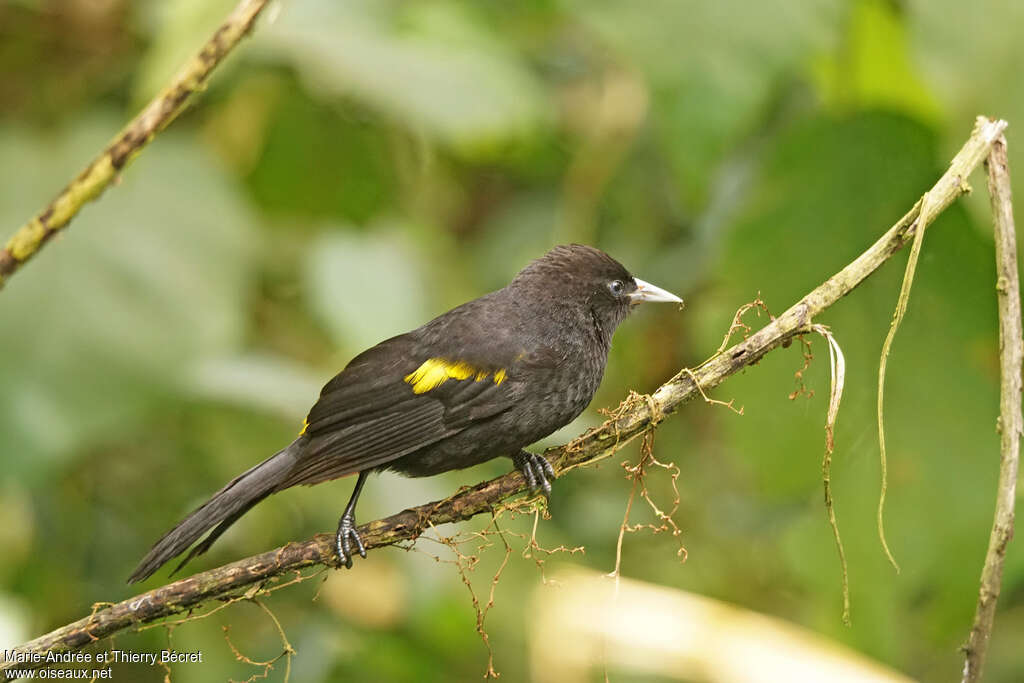 Southern Mountain Caciqueadult