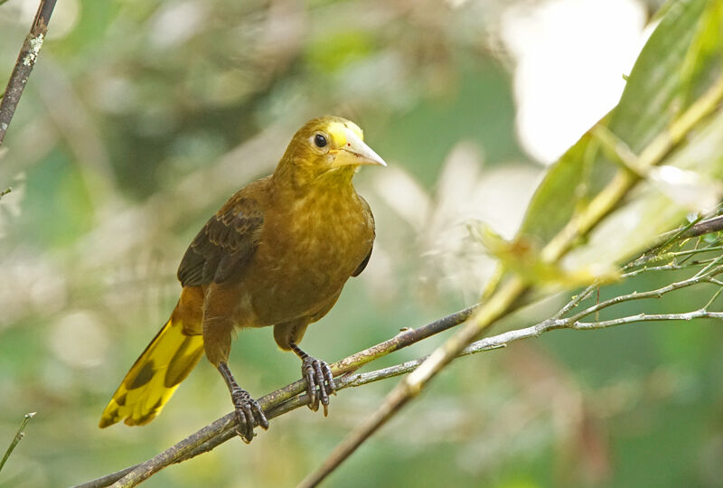 Russet-backed Oropendola