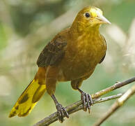 Russet-backed Oropendola