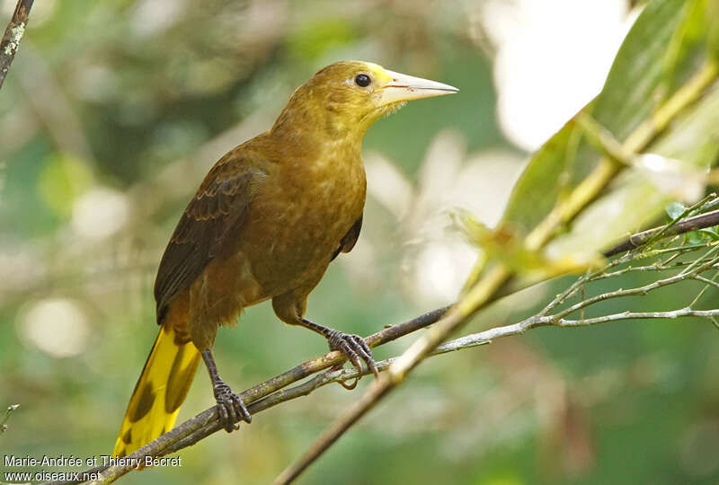 Russet-backed Oropendolaadult