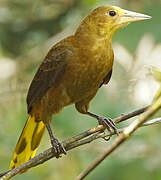 Russet-backed Oropendola