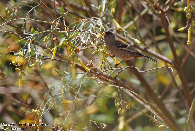 Band-tailed Seedeater