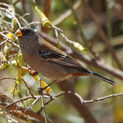 Band-tailed Seedeater