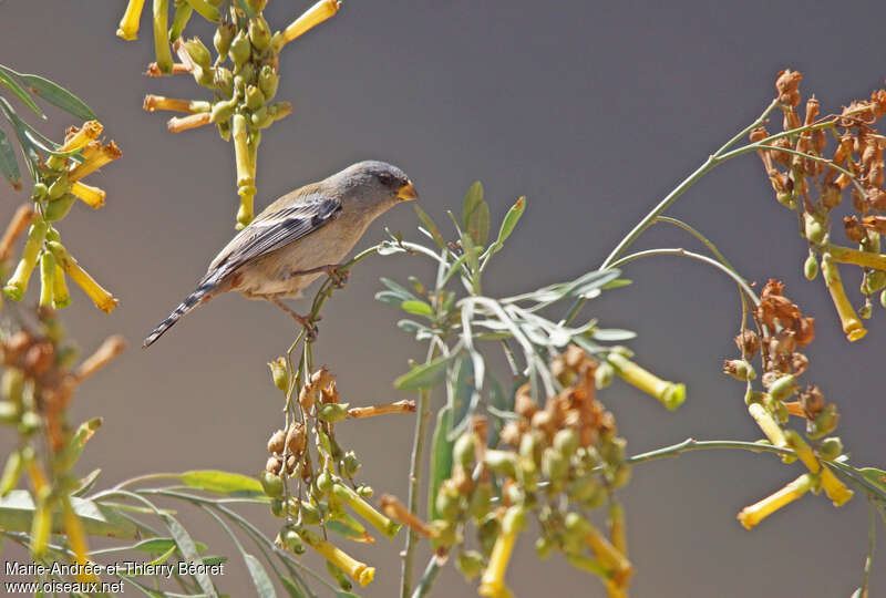 Band-tailed Seedeater female, feeding habits