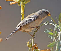 Band-tailed Seedeater